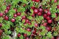 Gänseblümchen-Fruchtsirup Cranberry 1000 ml, Nahrungsergänzungsmittel, Antioxidans, natürliche Abwehrkräfte Rodinná farma Sedmikráska