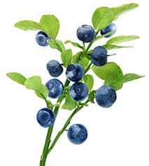 Fruchtmarmelade aus Gänseblümchen - Blaubeerwaldfrüchte einer einzelnen Art, ohne Zusatz von Äpfeln usw., Verhältnis Obst: Zucker - 2: 1, mit Zusatz von Vitamin C.. 520 ml Rodinná farma Sedmikráska