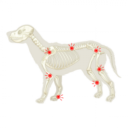 Gelenknahrung für Hunde mit CBD 60 Stk. Unterstützung und Regeneration des Gelenkknorpels, nährt die Gelenke und verbessert die Beweglichkeit. Es hat eine entzündungshemmende Wirkung. Zelená Země s.r.o.
